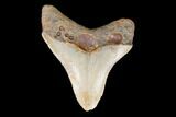 Juvenile Megalodon Tooth - North Carolina #147749-1
